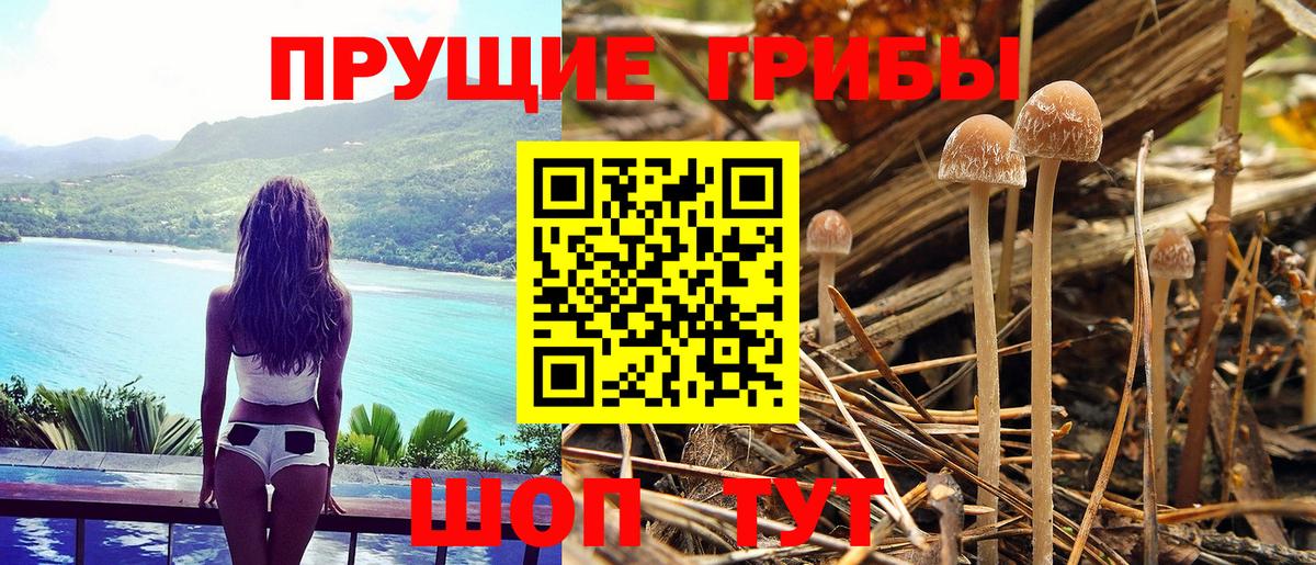 Галлюциногенные грибы Psilocybine cubensis  Вход с VPN  Углич 